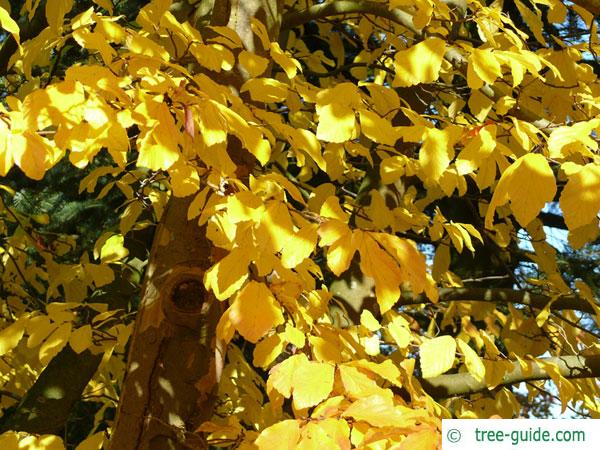 persian ironwood (Parrotia persica) treetop in autumn