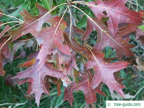 pin oak (Quercus palustis) leave color in autumn