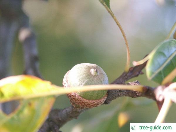 pin oak (Quercus palustis) fruits / acorns