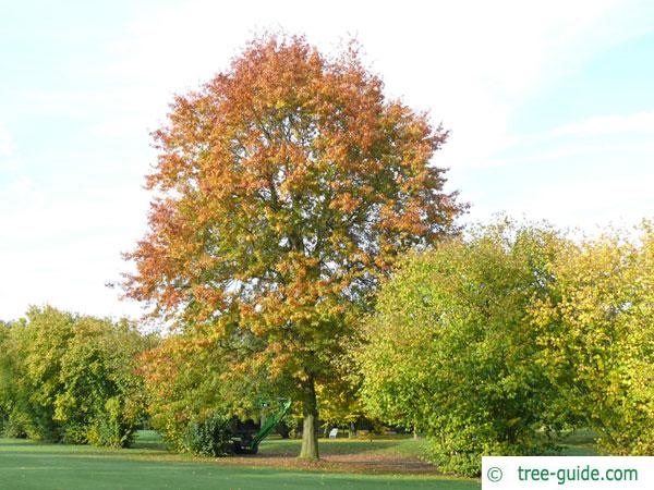 pin oak (Quercus palustis) tree in autumn