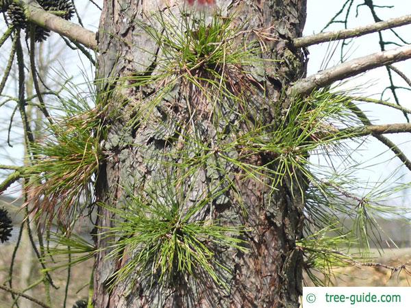 pitch pine (Pinus rigida) trunk/ bark