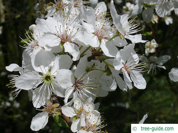 plum tree (Prunus domestica subsp. syriaca) blossoms