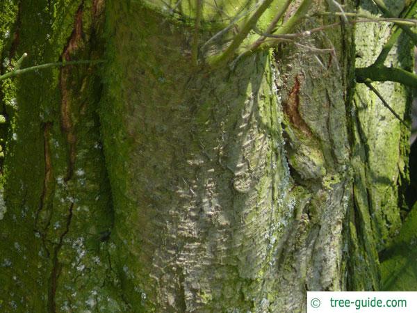 plum tree (Prunus domestica subsp. syriaca) trunk / bark