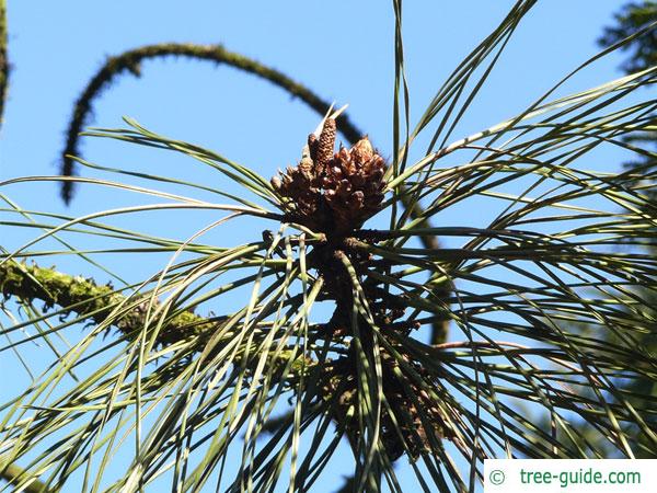 ponderosa pine (Pinus ponderosa) branch tip