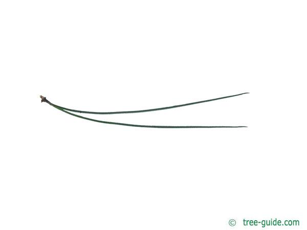 ponderosa pine (Pinus ponderosa) needle