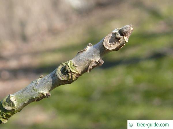 pumpkin ash (Fraxinus profunda) axial buds