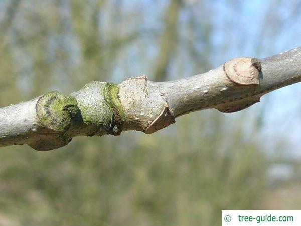 pumpkin ash (Fraxinus profunda) branch with leaf scars