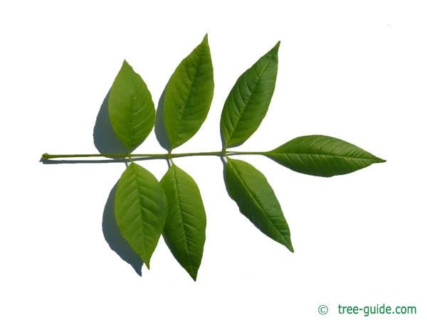 pumpkin ash (Fraxinus texensis) (Fraxinus profunda) leaf