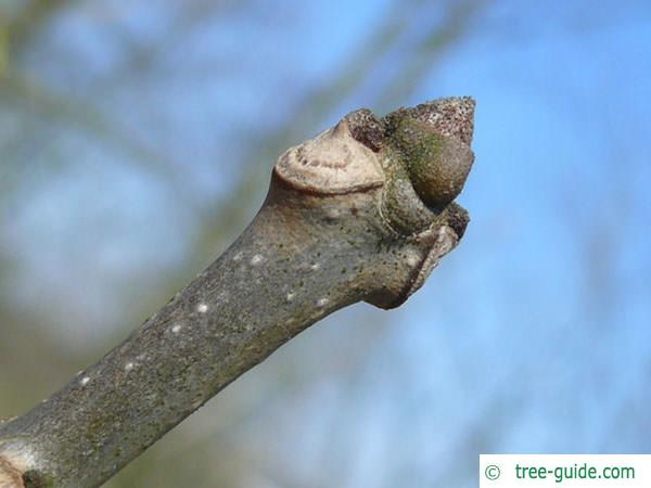 pumpkin ash (Fraxinus profunda) terminal bud