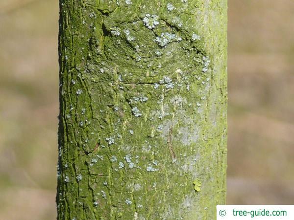 pumpkin ash (Fraxinus profunda) trunk / bark