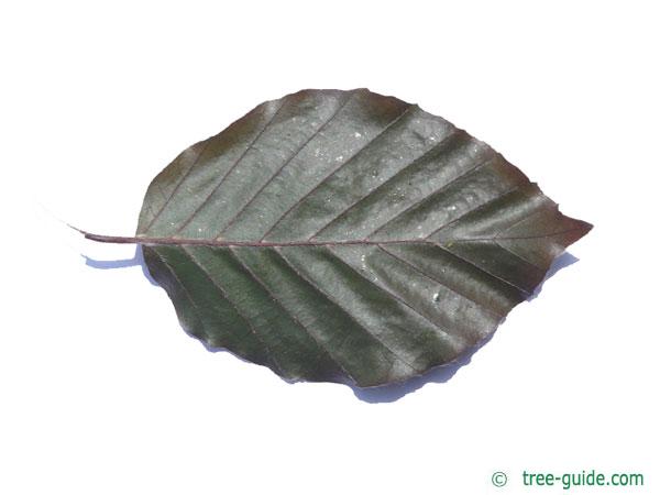 purple fastigiate beech (Fagus sylvatica 'Dawyck Purple') leaf underside