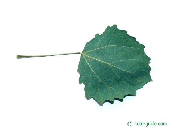 quaking aspen (Populus tremula) leaf underside