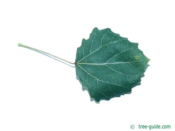 quaking aspen (Populus tremula) leaf