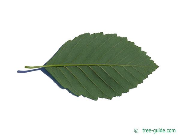 red alder (Alnus rubra) leaf underside
