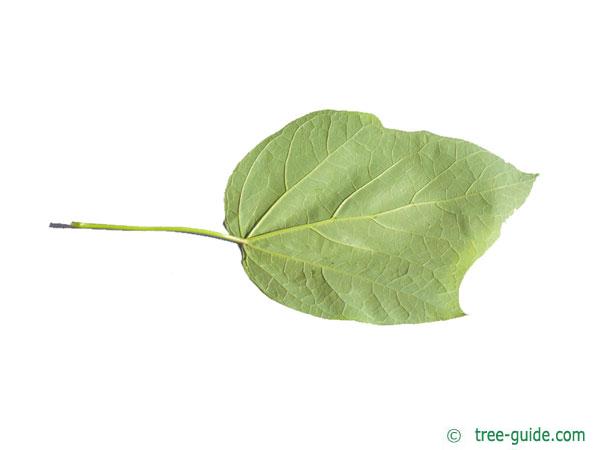 red-leaves catalpa (Catalpa erubescens 'Purpurea') leaf underside