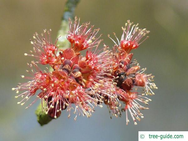 red maple (Acer rubrum) red flowers