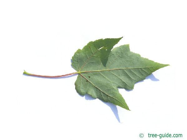 red maple (Acer rubrum) leaf underside