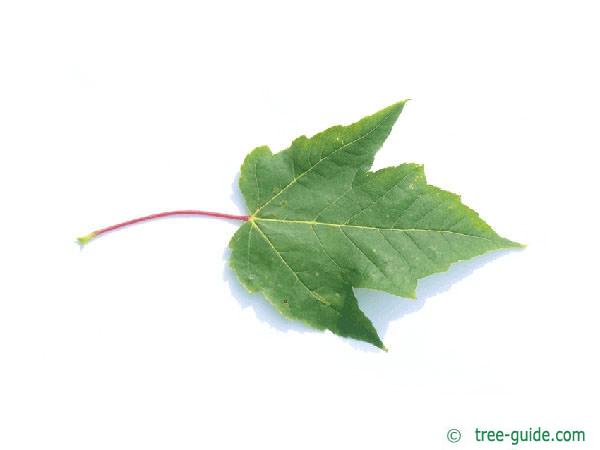 red maple (Acer rubrum) leaf