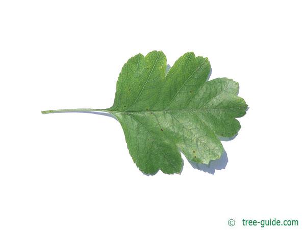 redthorn (Crataegus laevigata 'Paul’s Scarlet') leaf