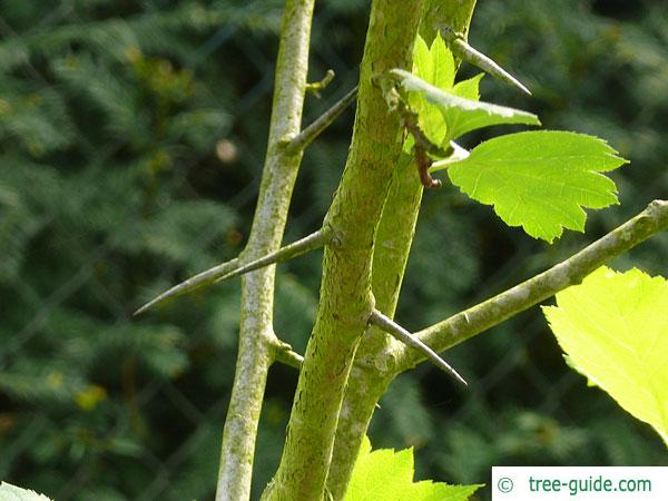 redhaw hawthorn(Crataegus sanguinea) branch with thorns