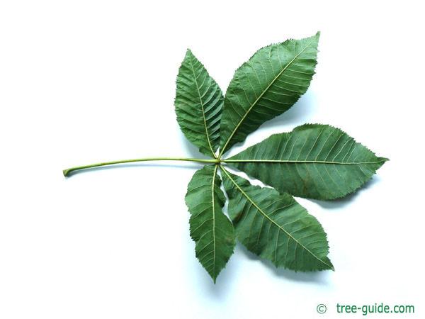 ruby horsechestnut (Aesculus carnea) leaf underside