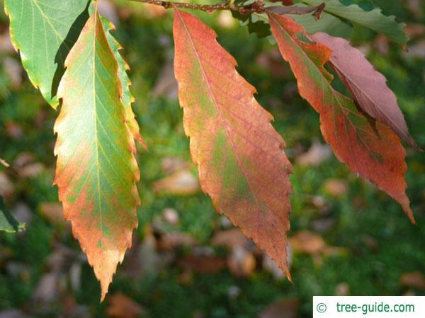 sawtooth oak (Quercus acutissima) autumn foliage