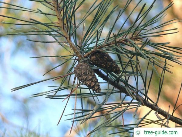 scotch pine (Pinus sylvestris) cones pair