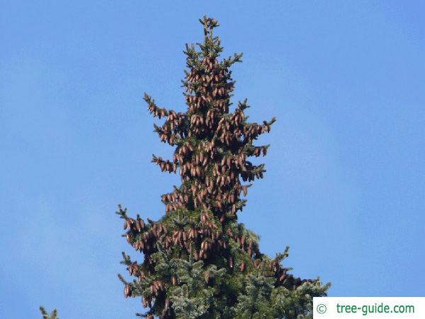 serbian spruce (Picea omorika) tree tip