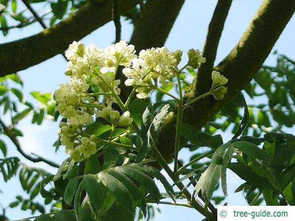 service tree (Sorbus domestica) flower