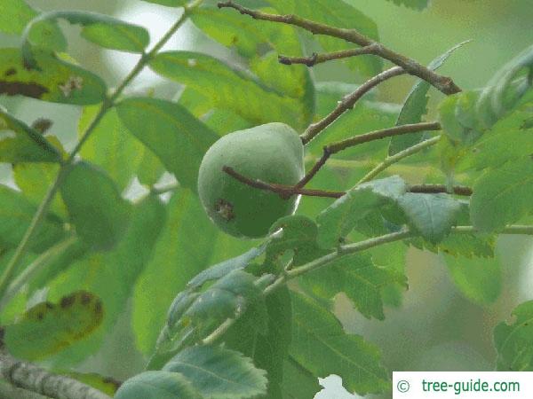 service tree (Sorbus domestica) fruit