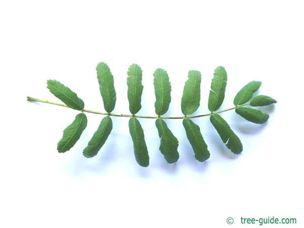 service tree (Sorbus domestica) leaf