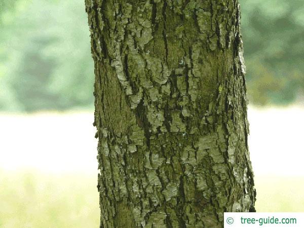 service tree (Sorbus domestica) trunk / bark