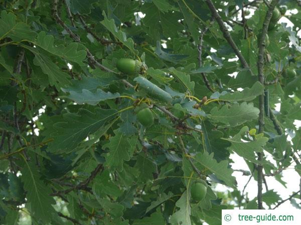sessile oak (Quercus petraea) fruits