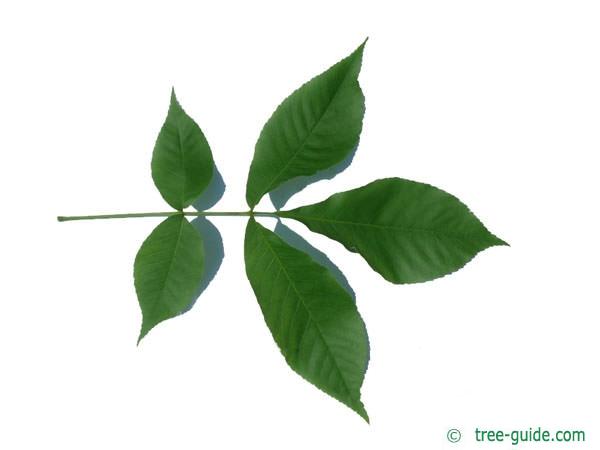 shagbark hickory (Carya ovata) leaf