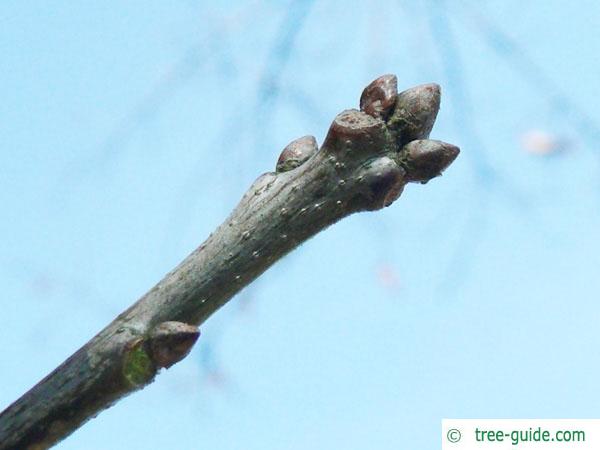 shingle oak  (Quercus imbricaria) bud