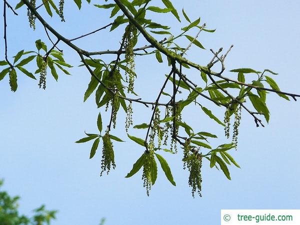 shingle oak  (Quercus imbricaria) flowers