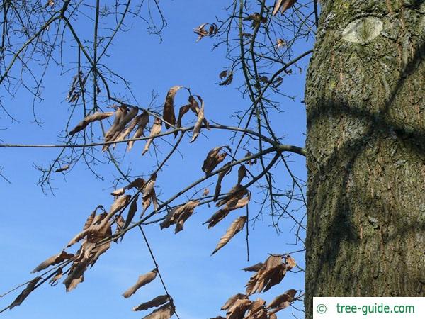 shingle oak  (Quercus imbricaria) foliage in winter