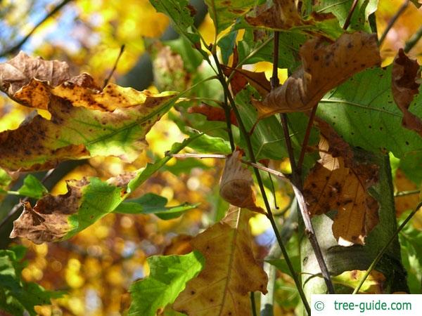shumard oak (Quercus shumardii) in autumn