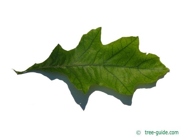 shumard oak (Quercus shumardii) leaf
