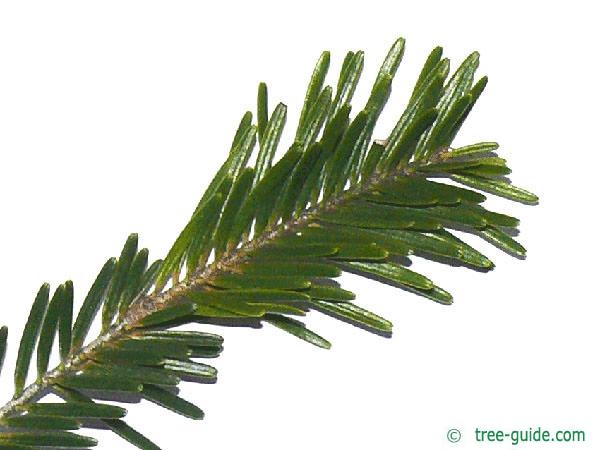 silver fir (Abies alba) needles