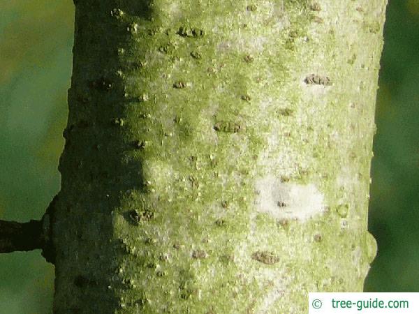 silver fir (Abies alba) trunk