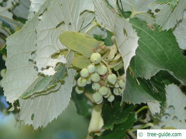 silver lime (Tilia tomentosa) fruit