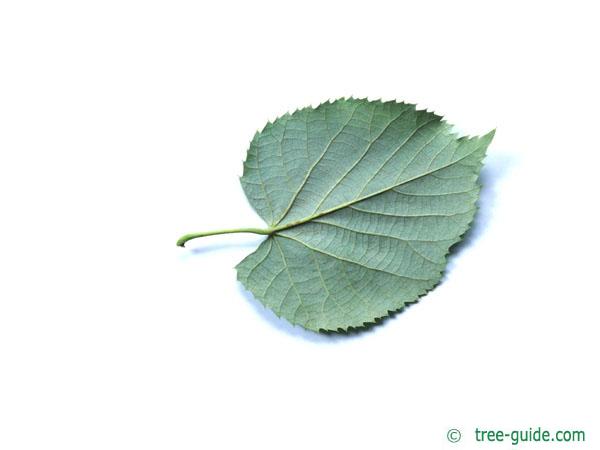 silver lime (Tilia tomentosa) leaf underside