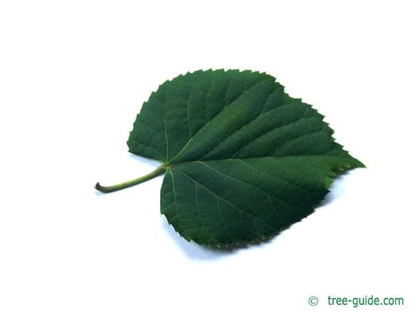 silver lime (Tilia tomentosa) leaf