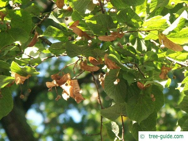 silver lime (Tilia tomentosa) foliage