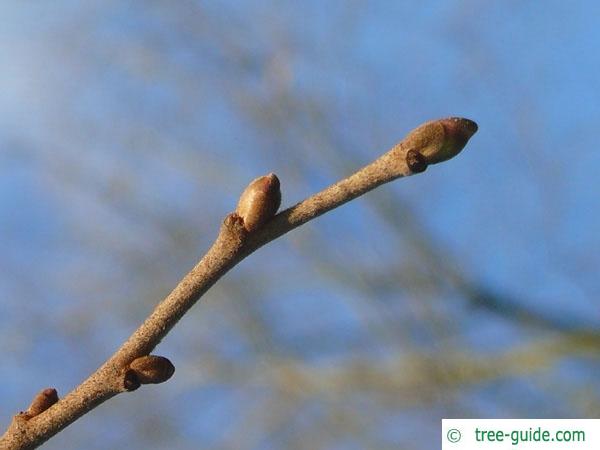 silver lime (Tilia tomentosa) terminal bud