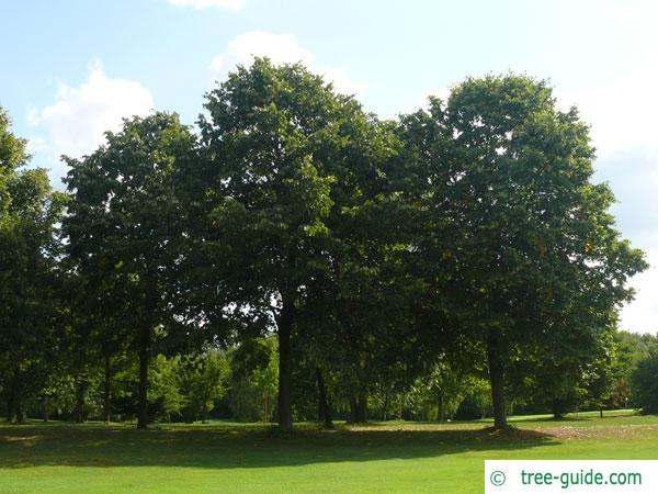 silver lime (Tilia tomentosa) tree