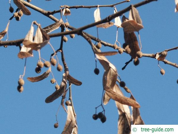 silver lime (Tilia tomentosa) tree