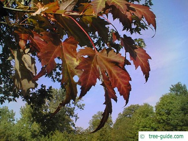 silver maple (Acer platanoides) leaves are reddish in autumn