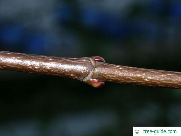 silver maple (Acer platanoides) branch with axial buds